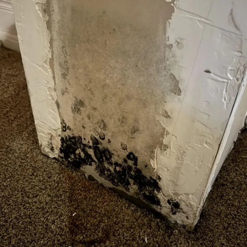 Professional Mold Removal in Pierce County, NE